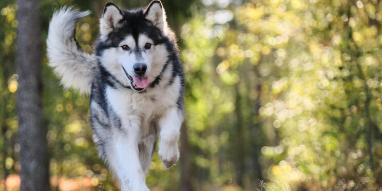 Are pets seen in near-death experiences? Let's look at pets and near-death experiences and find the answer.