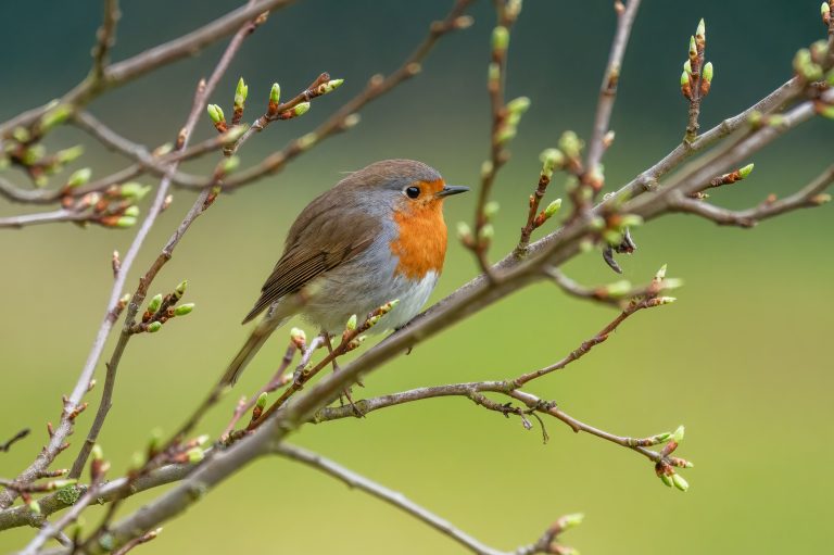 Fotoblend-robin-9578746 ‣ iands Early bird registration for iands conference 2026 ends the evening of july 15th