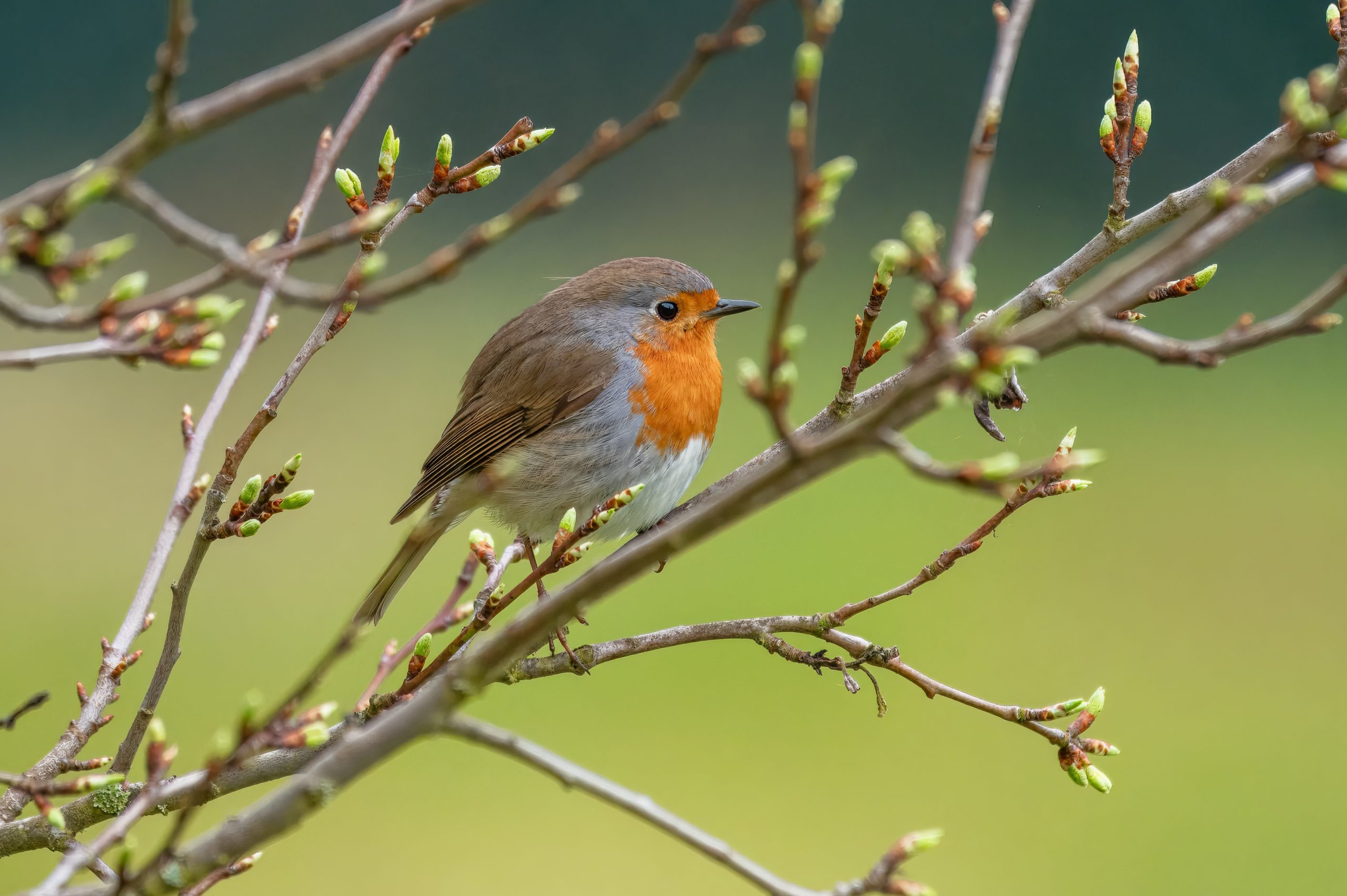Early bird registration for iands conference 2026 ends the evening of july 15th